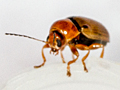 Cryptocephalus pusillus